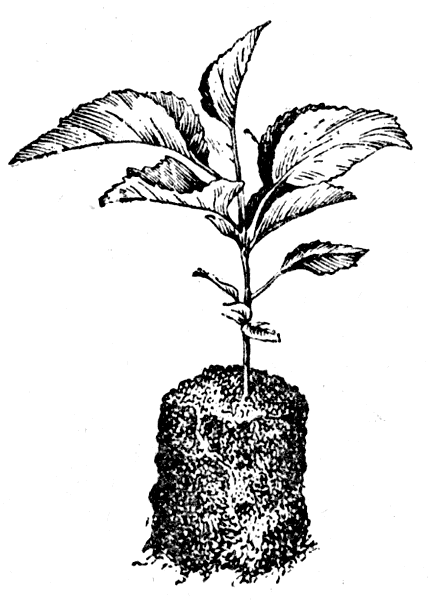Рис. 42. Сеянцы яблони, выращиваемые в торфоперегнойных горшочках
