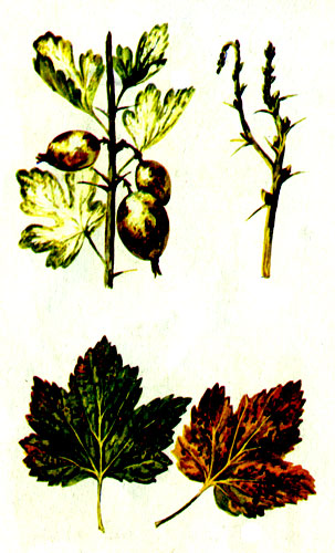 Мучнистая роса крыжовника (сверху) - часть плодоносящей ветки и перезимовавший побег; антракноз черной смородины (внизу)