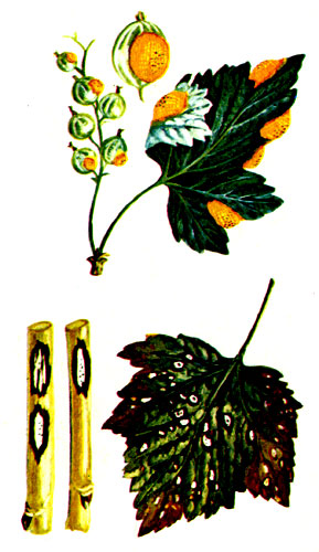 Септориоз (сверху) и бокальчатая ржавчина черной смородины