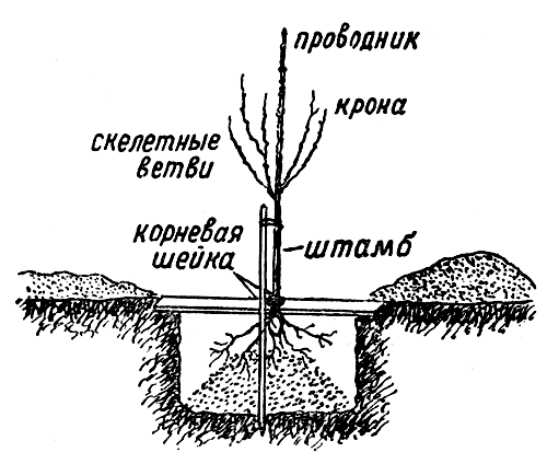 Рис. 5. Схема посадки плодового дерева