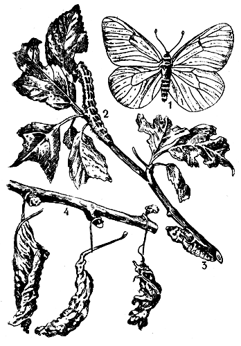 Рис. 8. Боярышница: 1 - бабочка; 2 - гусеница; 3 - куколка; 4 - зимующие гнезда