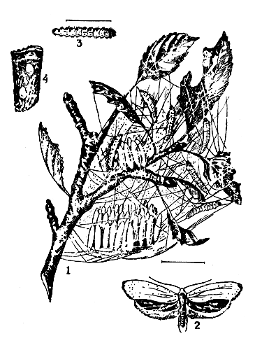  Рис. 9. Яблонная моль: 1 - окукливание гусениц в гнезде; 2 — бабочка; 3 — гусеница; 4 — яйцекладка на коре дерева 
