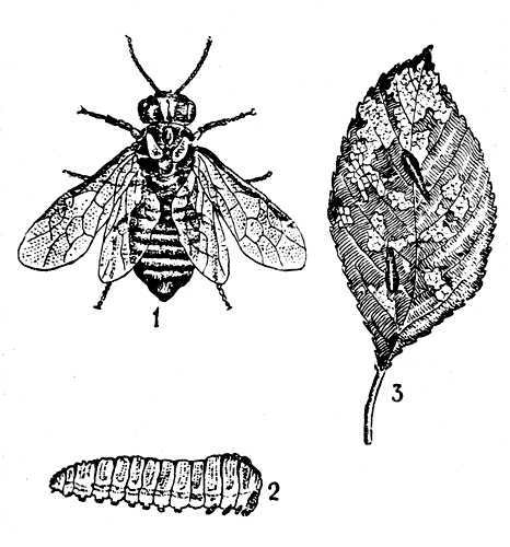  Рис 11. Слизистый пилильщик: 1 — взрослое насекомое; 2 — личинка; 3 — лист вишни, повреждаемый личинками