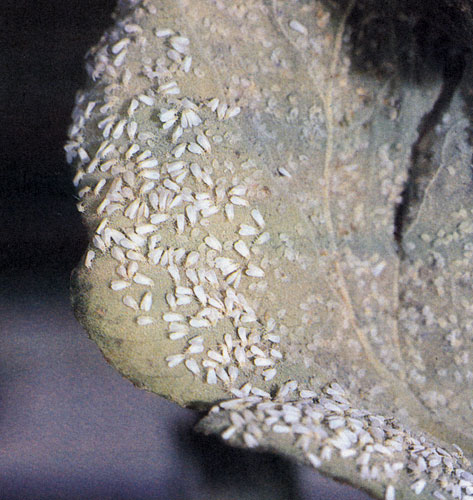 Белокрылка тепличная (Triateurodes vaporariorum) поражает растения, выращиваемые в теплицах, а именно огурцы и томаты 