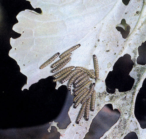 Гусеницы капустницы (белянки капустной) паразитируют главным образом на поздних сортах, иногда поедают растение почти целиком