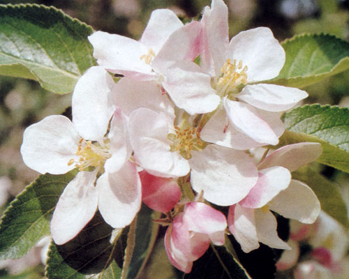 Цветок яблони — показатель характеристики сорта. Для цветка характерны такие параметры, как величина, форма и окраска лепестков. Для некоторых сортов типичны окраска и форма почек 