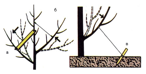 Корректировка неравномерной кроны: а), в) с помощью распорки, б) подвязкой ветви 
