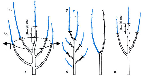  Обрезка фруктовых деревьев после посадки: а)при нормально развитой кроне; б) при слабо развитой кроне; в) у неравномерно развитой кроны 