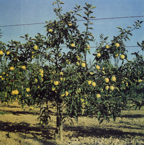 Шпалеры яблони можно выращивать свободно или на проволоке. Яблони, растущие в шпалерах на проволоке, дают более качественные плоды, но требуют большого ухода при формировании