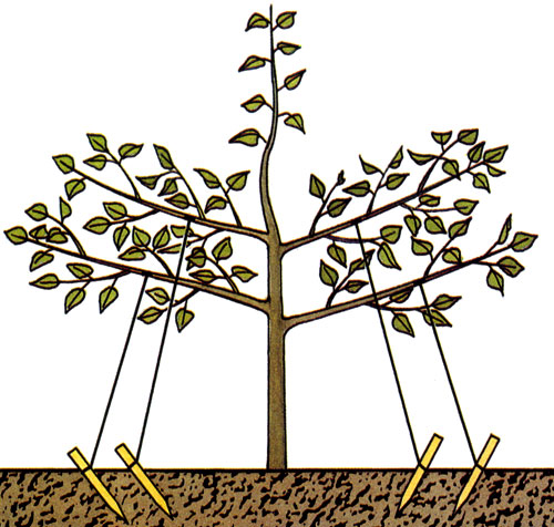 Веретенообразное карликовое дерево — подвязка плеч к колышкам 