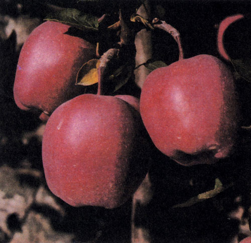 Сорт яблони 'Starkrimson Delicious' — мутация сорта 'Starking Delicious' — был выведен в 1952 г. в штате Орегон в США. Данный сорт растет на теплых защищенных участках, на плодородной глинистой почве 