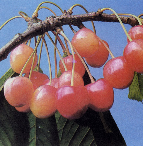 'Наполеон' ('Buttners Rote Knorpelkirsche', 'Querfurter Konigskirsche') — сорт, который растет на любых почвах, но на сухих почвах плодоносит более мелкими плодами. Плоды созревают обычно в первой декаде июля, но долго сохраняются на дереве