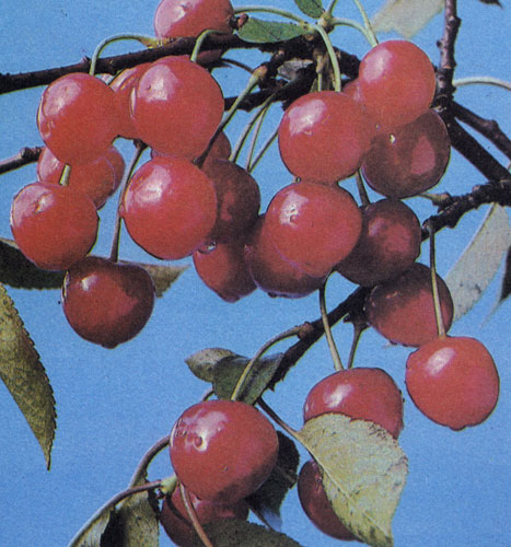  'Fanal' ('Heimanns Konservenweichsel') — самоопыляющийся сорт вишни среднепозднего цветения. Зреет постепенно. Первые созревшие плоды долго держатся на дереве, так что урожай можно снимать тогда, когда созреют все плоды