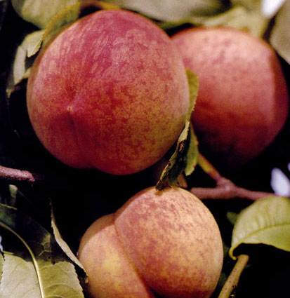 Теплолюбивые персики можно выращивать на участках, расположенных не выше 350 м над уровнем моря 
