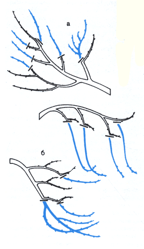  Обрезка вишни: а) упрошенная поддерживающая обрезка, проводимая регулярно; б) обрезка наклоненных, дающих тень ветвей, проводимая время от времени 