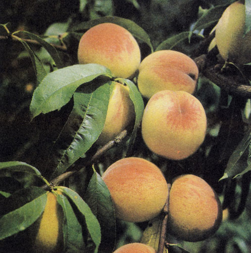 'Red Haven' — самый распространенный сорт персиков; он нетребователен, устойчив, положительно реагирует на орошение. Зреет в первой декаде августа 