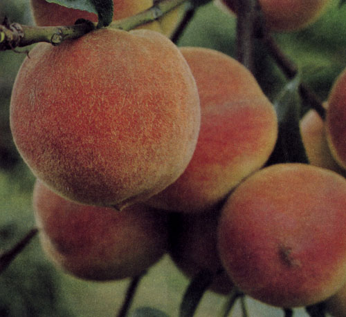 Для выращивания персиков наиболее оптимальный состав почвы с рН 6,5—8. В качестве подвоя рекомендуют селекционные генеративные сеянцы персика