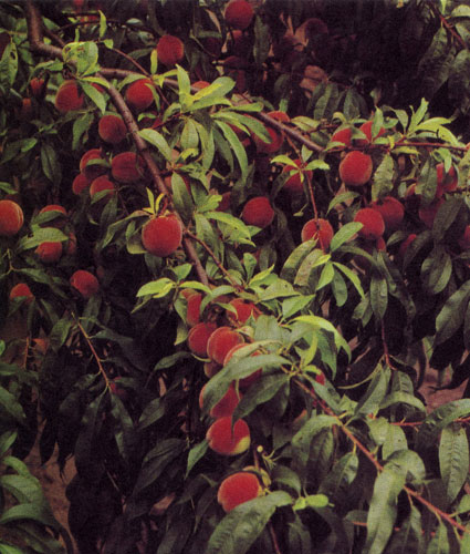 Персиковое дерево — теплолюбивое растение. Более всего чувствительны к заморозкам его цветки. Однако если в период цветения погода благоприятная, можно рассчитывать на богатый урожай персиков