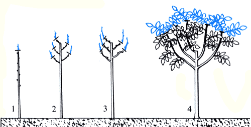 Образка кроны орешника: 1—3) первый, второй, третий год после посадки, в весенние месяцы, когда растение уже имеет листву; 4) на четвертый год после посадки в августе 