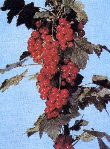 У красной смородины сорта 'Рондом' плодовая кисть осыпана ароматными ягодами с кисло-сладким вкусом. Это — поздний сорт с высокой урожайностью; хорошо приспособляется к почвенным условиям (за исключением котловин) 