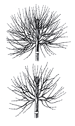 Поддерживающая обрезка древовидных смородины и крыжовника: наверху: деревце до обрезки, внизу: деревце после обрезки 