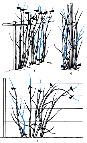 Способы выращивания малинника и ежевичника: а) между двумя натянутыми проволоками, б) около жерди, в) около сетки 