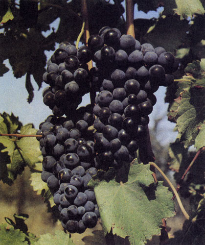 'Синий португальский' столовый сорт винограда созревает в конце сентября. Сорт дает регулярно высокие урожаи и нетребователен к условиям произрастания 