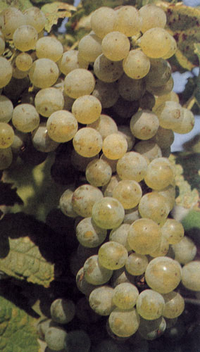 Сорт 'Мюллер-Тюргау' можно выращивать и как столовый виноград. Он созревает во второй половине сентября, урожаи регулярные и высокие. Данный сорт растет на теплых просторных участках, переносит кальций в почве, рекомендуется для выращивания и в северных областях 