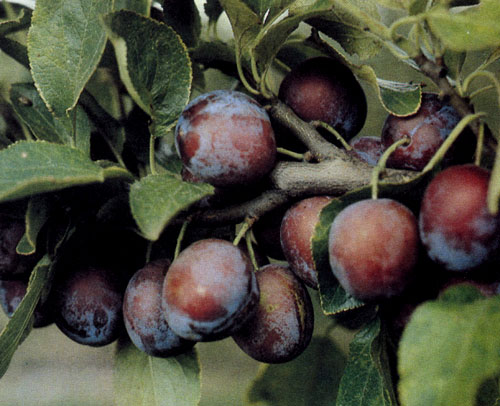 Ренклоды — широко известные фрукты. Их собирают в полной спелости, когда плоды окрашены в типично коричнево-красный цвет, а мякоть стала золотисто-желтой, сочной, ароматной