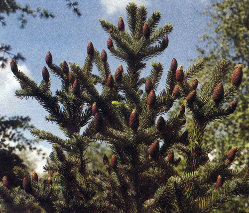 Хвойные деревья 30 и более лет бывают, как правило, украшены шишками. Шишки появляются в верхней трети кроны. У пихт они обычно более темного цвета и стоят на ветке свечками, а у ели почти всегда свисают и имеют коричневатый оттенок