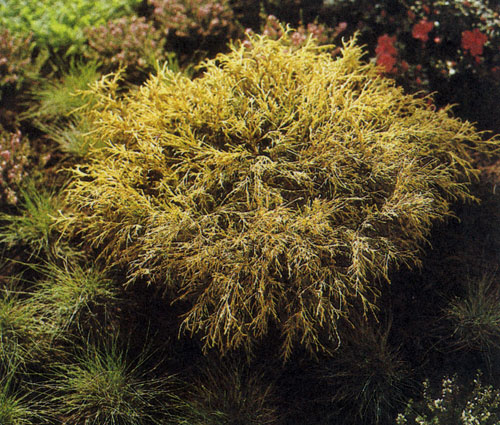 Chamaecyparis pisifera Tilifera Aurea Nana — карликовое хвойное растение с прекрасной пестро-желтой окраской. Его сажают в альпинариях, среди группы не слишком рослых хвойных пород или в вересковых зарослях 