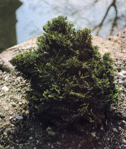Chamaecyparis obtusa 'Nana Gracilis' во взрослом возрасте достигает 2 м в высоту. Растет медленно. Часто используется в альпинариях и для посадки в вегетационные сосуды крупных размеров