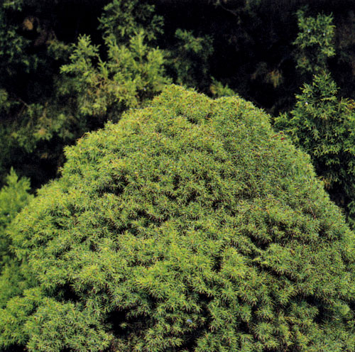 Picea glauca 'Alberta Globe' достигает трехметровой высоты. Это дерево помещают в альпинарии, в группы более низкорослых хвойных пород или же на передний план залесненной части участка 
