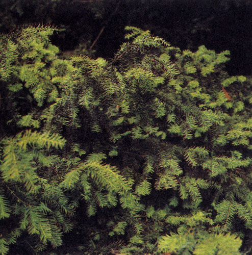 Тиссы относятся к весьма ценным хвойным породам. Это единственное дерево, которое выдерживает полную тень и может служить барьером, задерживающим пыль. Его легче, чем остальные хвойные, стричь, формируя крону. На снимке — Taxus baccata 'Repandens'