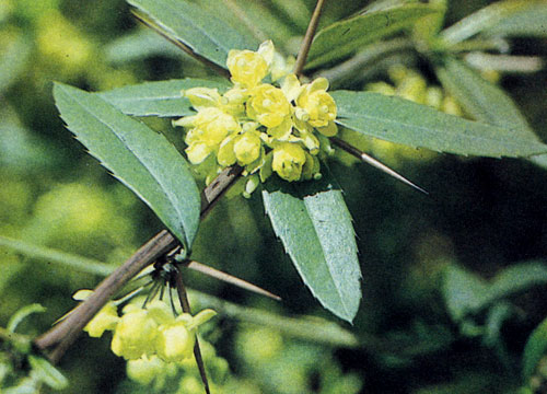  Berberis julianae — выносливый вечнозеленый барбарис, у которого желтые цветы и черные, с маслянистым голубоватым отливом плоды
