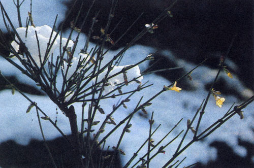  Jasminum nudiflorum иногда зацветает и в декабре, но обычно цветы на этом растении появляются в феврале—апреле раньше листьев 