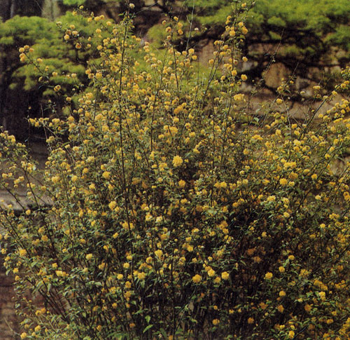 Karria japonica Tleniflora' цветет обильно и долго. Это одиночное растение способно хорошо закрывать поверхность земли. Зимой оно красиво ярко-зеленой окраской побегов 