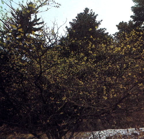 Гамамелис мягкий (Hamamelis mollis) относят к одиночным растениям. Лучше всего он смотрится на фоне темных хвойных деревьев