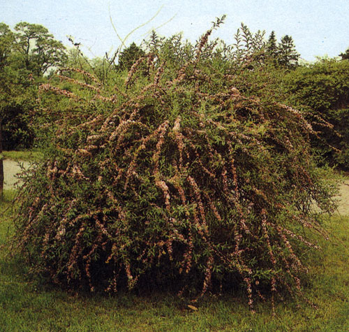  Buddleia alternifolia — броское одиночное растение; особенно красиво оно на склонах и террасах