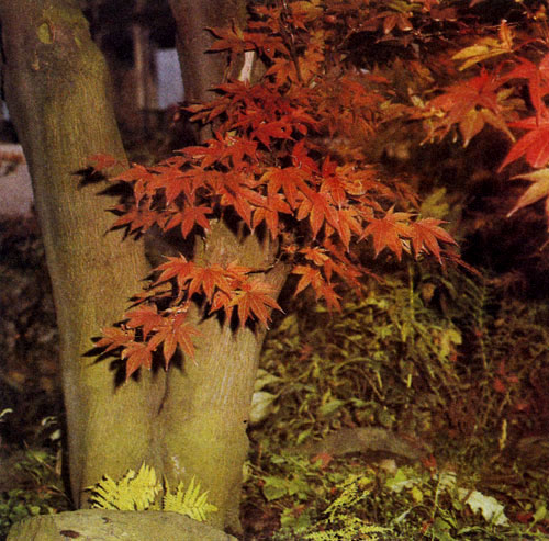 Большинство кленов осенью изменяет окраску листвы. Такие метаморфозы усиливают эффектность этого растения 