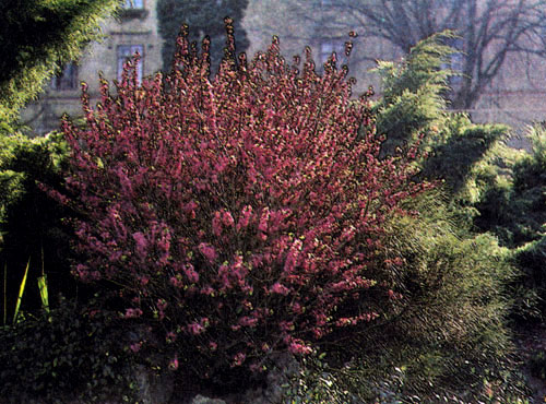 Daphne mezereum пригодна для посадки в небольших садиках, в альпинариях, вересковых зарослях и т. п. Растение красиво во время цветения и позже, когда бывает усыпано плодами, которые, однако, ядовиты