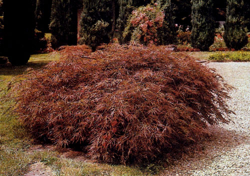  Acer palmatum 'Dissectum Ornatum' отличается медленным ростом и компактной формой. Его высаживают поодиночке в альпинарии и вересковых зарослях 