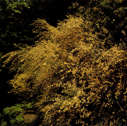  Ракитники (Cytisus) обычно сажают так, чтобы ими можно было любоваться в пору цветения. Привлекательна и их своеобразная осенняя форма. Это типичные обитатели вересковых зарослей и альпинариев; высаживают их поодиночке. Важную декоративную роль играет окраска цветов, которые могут быть чисто-белыми, желтыми с различными оттенками, фиолетовыми, темно-коричневыми и даже двухцветными 