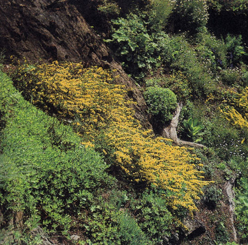 Cytisus decumbens характерен низкой стелющейся формой, благодаря чему растение пригодно для почвенного покрытия 