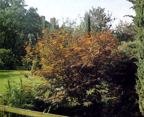Acer palmatum 'Atropurpureum' — очень эффектное одиночное древесное растение, отличающееся красными листьями. Осенью в солнечных лучах крона этого клена становится многоцветной 