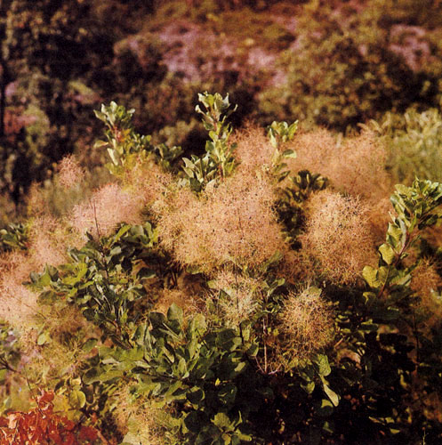 Скумпия, или желтинник (Cotinus coggygria), — декоративный кустарник, примечательный эффективными гроздьями своих цветов, а затем плодов, покрытых длинными красноватыми волосками, своеобразным «летающим устройством». В пору цветения и плодоношения растение бывает наиболее привлекательно