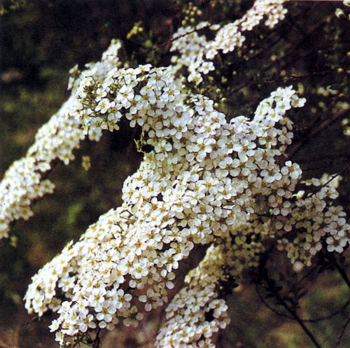 Спирея или таволга (Spiraea×vanhouttei) весьма популярна у садоводов, которые высаживают ее поодиночке и группами, а также в виде живых изгородей 