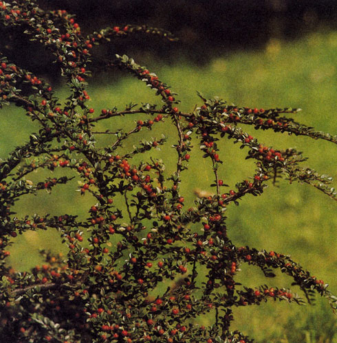 Cotoneaster horizontalis — самый известный вид кизильника. Поздним летом и осенью куст этого растения бывает украшен кораллово-красными плодами. Этот вид пригоден для посадки в более крупные альпинарии, на склонах и у стен дома