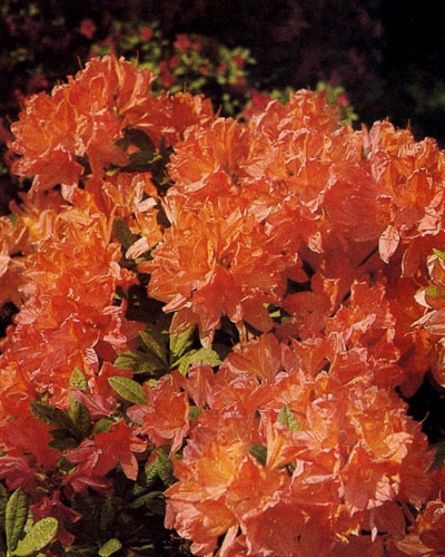 Rhododendron japonicum — весьма эффектный, цветущий весной кустарник. Цветовой диапазон его крупных колоколовидных цветов очень широк: от кремовых, желтых, оранжевых, розовых до сочно-красных 