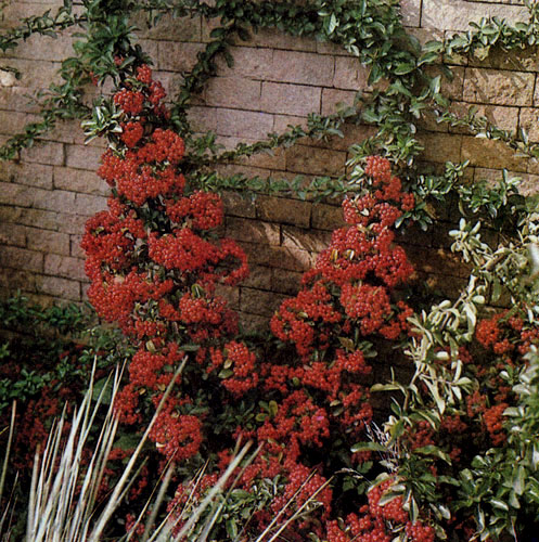 Pyracantha coccinea 'Lalandei', разрастаясь, закрывает стены дома, образуя красивые заросли. Это растение примечательно и окраской плодов, которые особенно эффектно выглядят на белом фоне 
